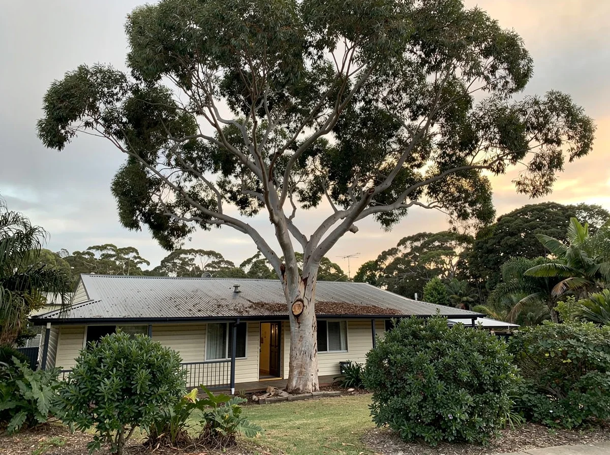 Large Blackbutt being pruned back from a house on the Tweed Coast